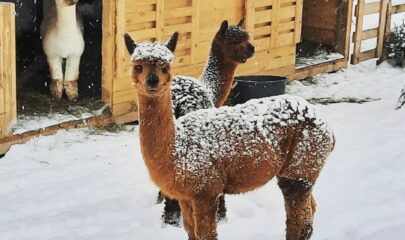 Alpakawanderung im Winter