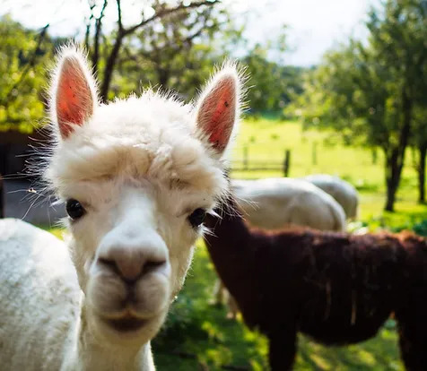 Bild für Wahlnummer 1